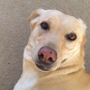 Meet your Posher, Bryce